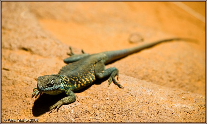 WV8X8434.jpg - Australian reptiles, Sydney, Australia.
